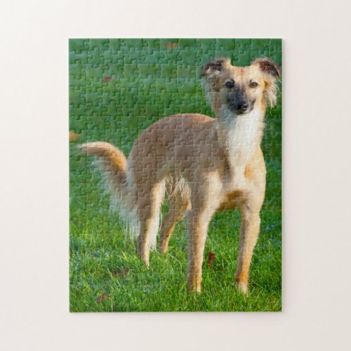 Long haired Whippet Dogs Jigsaws Jigsaw Puzzle