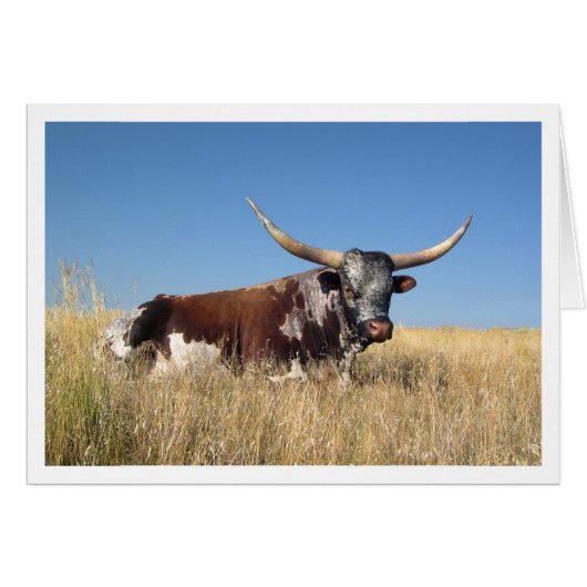 Long Horn Cards (Front Horizontal)