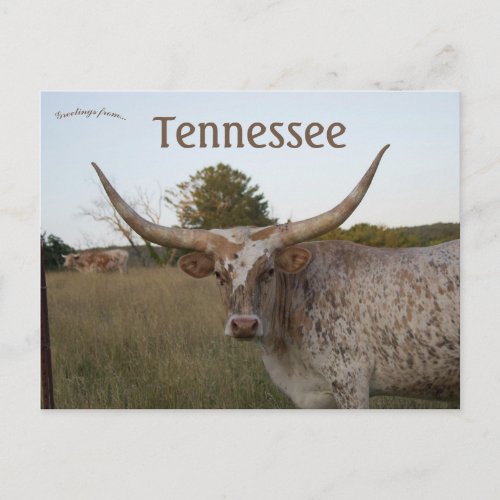 Long Horn Cow in Tennessee Postcard