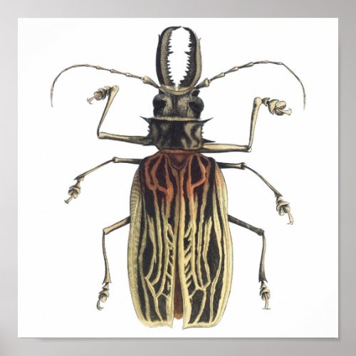 Long_Horned Beetle Prionus Cervicornis Poster
