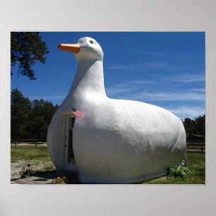 Long Island Duck Poster