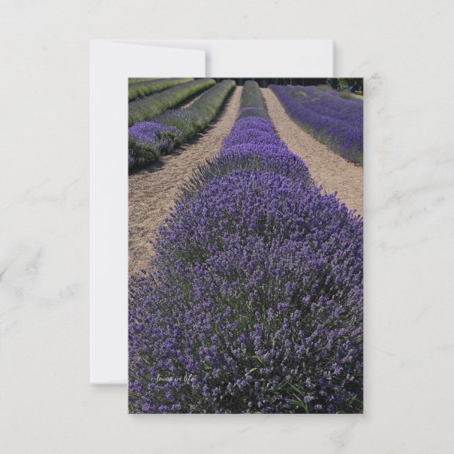 Long Lavender Row Note Card (Front)