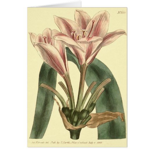 Long Leaved Amaryllis Illustration Cards (Front)