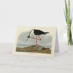Long-legged Avocet from Audubon's Birds of America Card