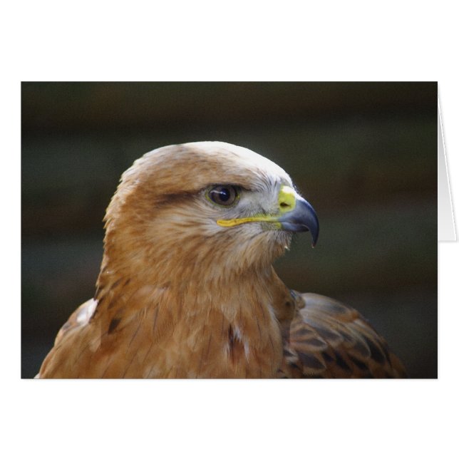 Long-legged Buzzard Cards (Front Horizontal)
