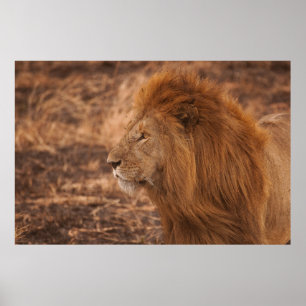 LONG-MANED LION POSTER