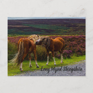 Long Mynd Wild Ponies Postcard