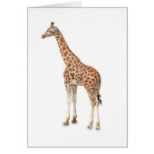 Long Neck Giraffe (Front)