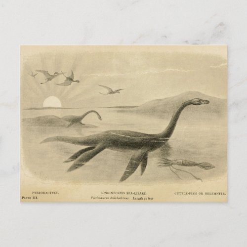 Long Neck Sea Lizard  Zoological Sketch Postcard