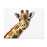 Long Necked Giraffe Postcard