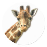 Long Necked Giraffe Sticker