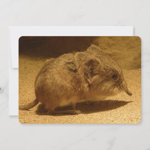 Long_Nosed Short_Eared Shrew on Sand Invitation