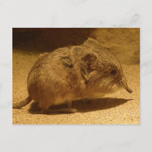 Long_Nosed Short_Eared Shrew on Sand Postcard