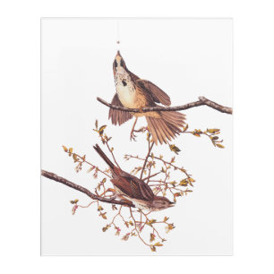 Long Sparrow Audubon Birds with Tiny Spider Acrylic Print