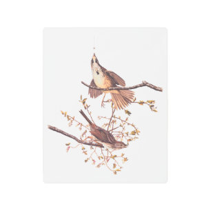Long Sparrow Audubon Birds with Tiny Spider Metal Print
