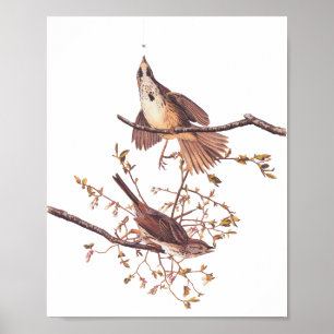 Long Sparrow Audubon Birds with Tiny Spider Poster