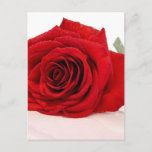 Long Stem Red Rose Postcard