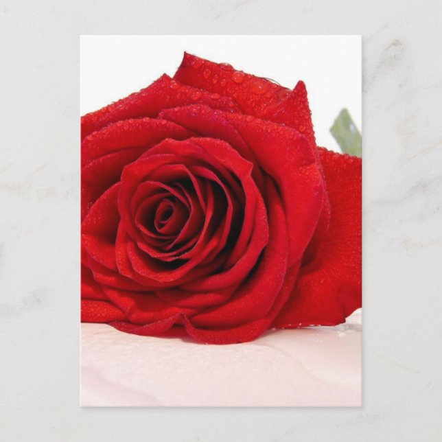 Long Stem Red Rose Postcard (Front)