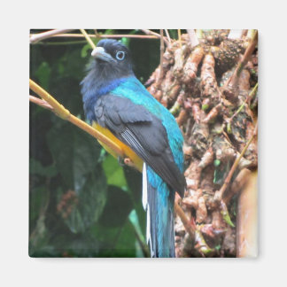 Long Tailed Blue Bird Magnet