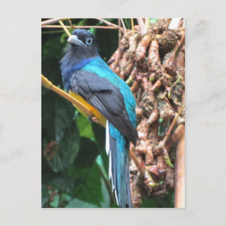 Long Tailed Blue Bird Postcard