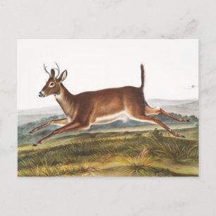 Long-tailed Deer (Cervus leucurus) Illustration Postcard