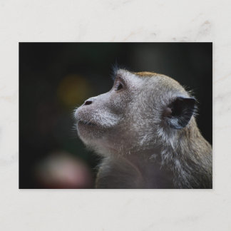 Long-Tailed Macaque Close-Up Postcard