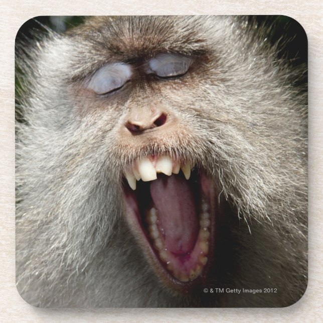 Long-tailed macaques (Macaca fascicularis) Drink Coaster (Front)
