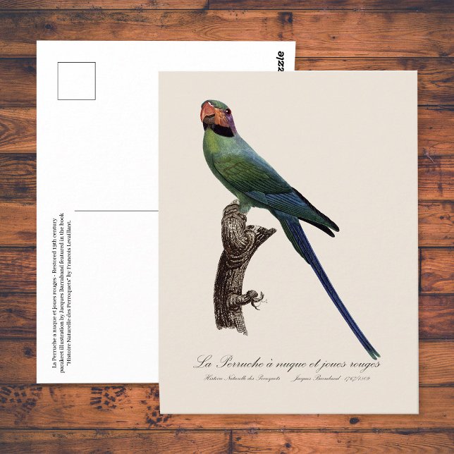 Long-Tailed Parakeet, Psittacula Longicauda Postcard (Long-Tailed Parakeet, Psittacula Longicauda. Postcard)