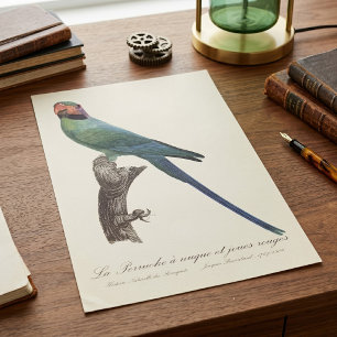 Long-Tailed Parakeet, Psittacula Longicauda Poster
