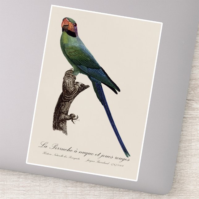 Long-Tailed Parakeet, Psittacula Longicauda Sticker (Long-Tailed Parakeet, Psittacula Longicauda. Sticker)