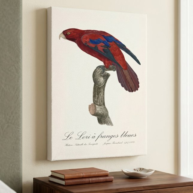 Long-Tailed Red Lory, Trichoglossus borneus Canvas Print (Long-Tailed Red Lory, Trichoglossus borneus. Canvas Print)