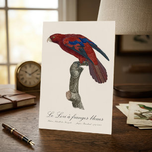 Long-Tailed Red Lory, Trichoglossus borneus Metal Print
