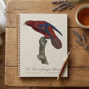 Long-Tailed Red Lory, Trichoglossus borneus Planner