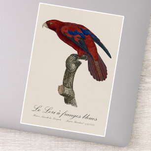 Long-Tailed Red Lory, Trichoglossus borneus Sticker