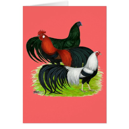 Long-tailed Rooster Trio Cards (Front)