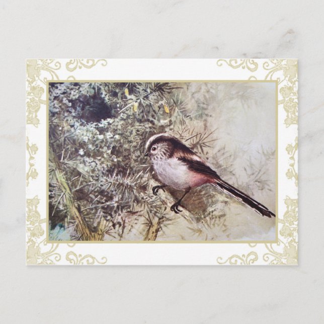 Long-tailed Tit Postcard (Front)