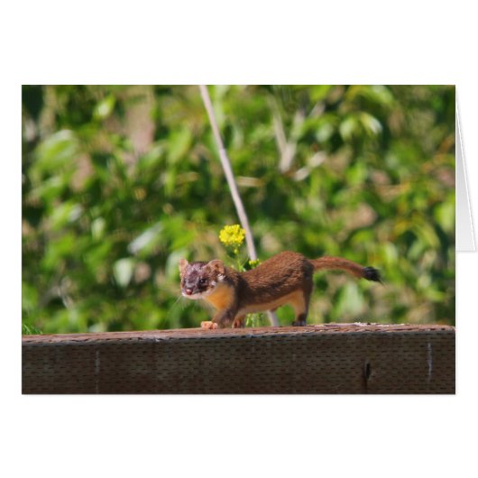 Long-tailed Weasel Cards (Front Horizontal)