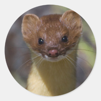 Long-tailed Weasel Classic Round Sticker
