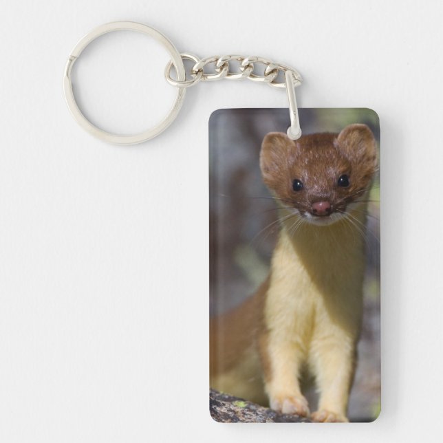 Long-tailed Weasel Keychain (Front)