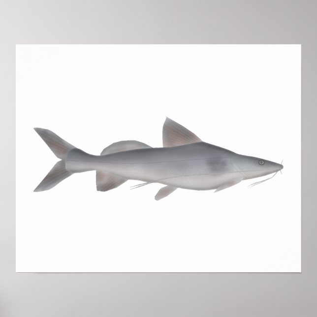 Long-whiskered Catfish Poster (Front)