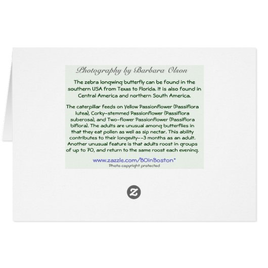 Long Wing Zebra Butterfly (Back Horizontal)