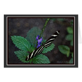 Long Wing Zebra Butterfly (Front Horizontal)