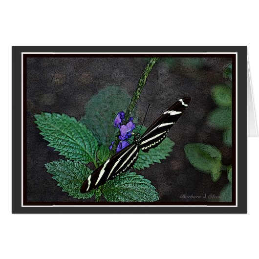 Long Wing Zebra Butterfly Cards (Front Horizontal)