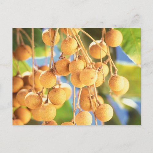 Longan fruits postcard