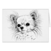 Longcoat chihuahua (Front Horizontal)