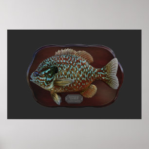 Longear Sunfish Poster