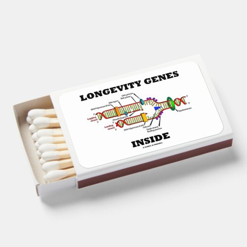 Longevity Genes Inside DNA Replication Humor Matchboxes