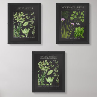 Longevity Herbs Botanical Print Set