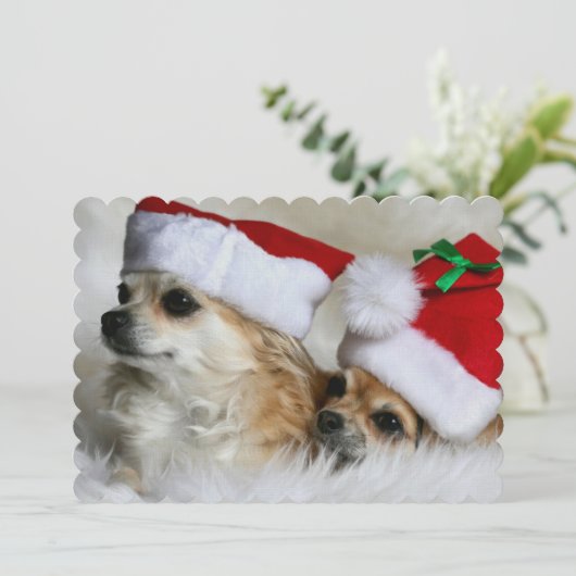 Longhair chihuahuas (Standing Front)