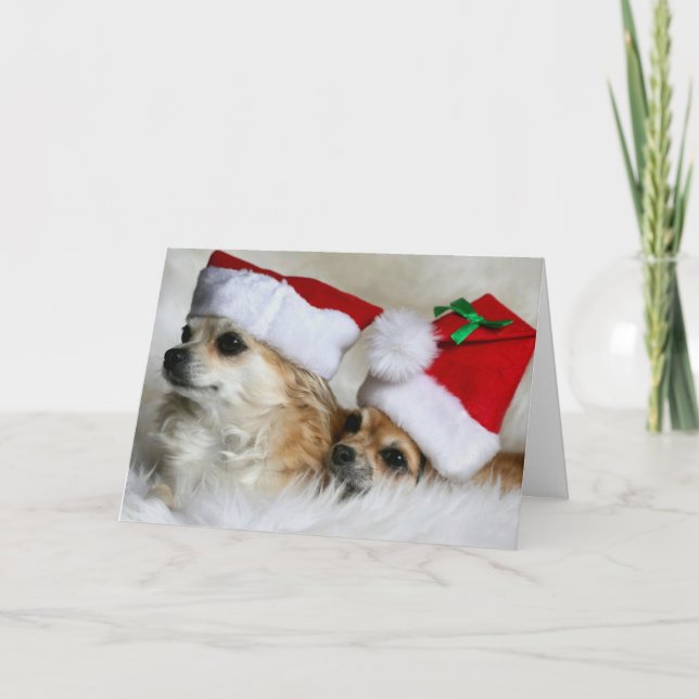 Longhair chihuahuas holiday card (Front)